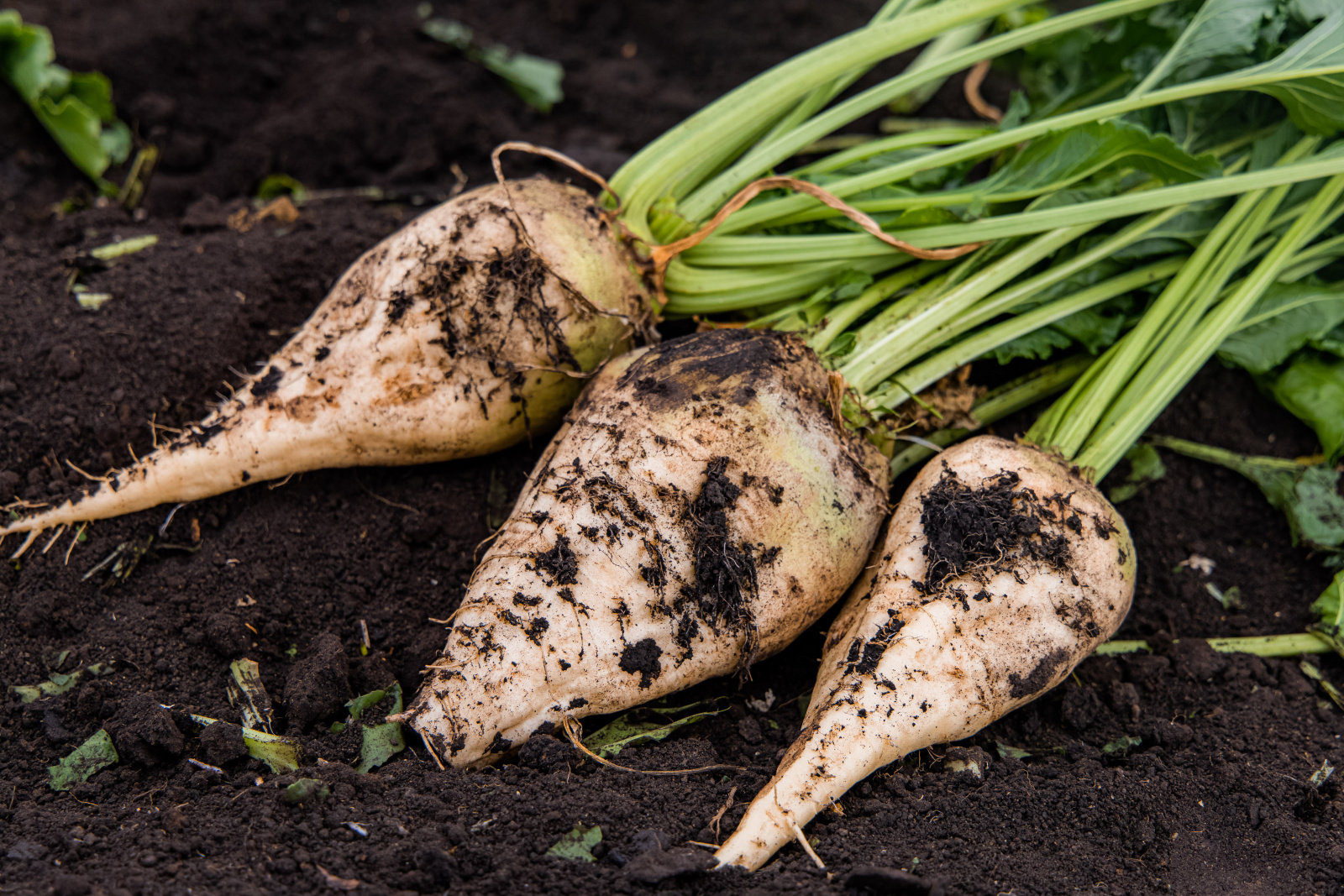 Пять миллионов тонн сахарной свёклы собрали в Липецкой области 