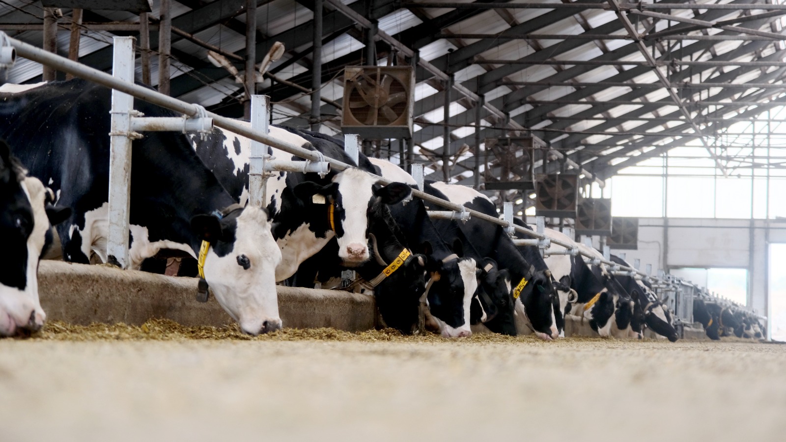 В Башкортостане в 2025 году завершатся реализация 13 агропромышленных инвестпроектов