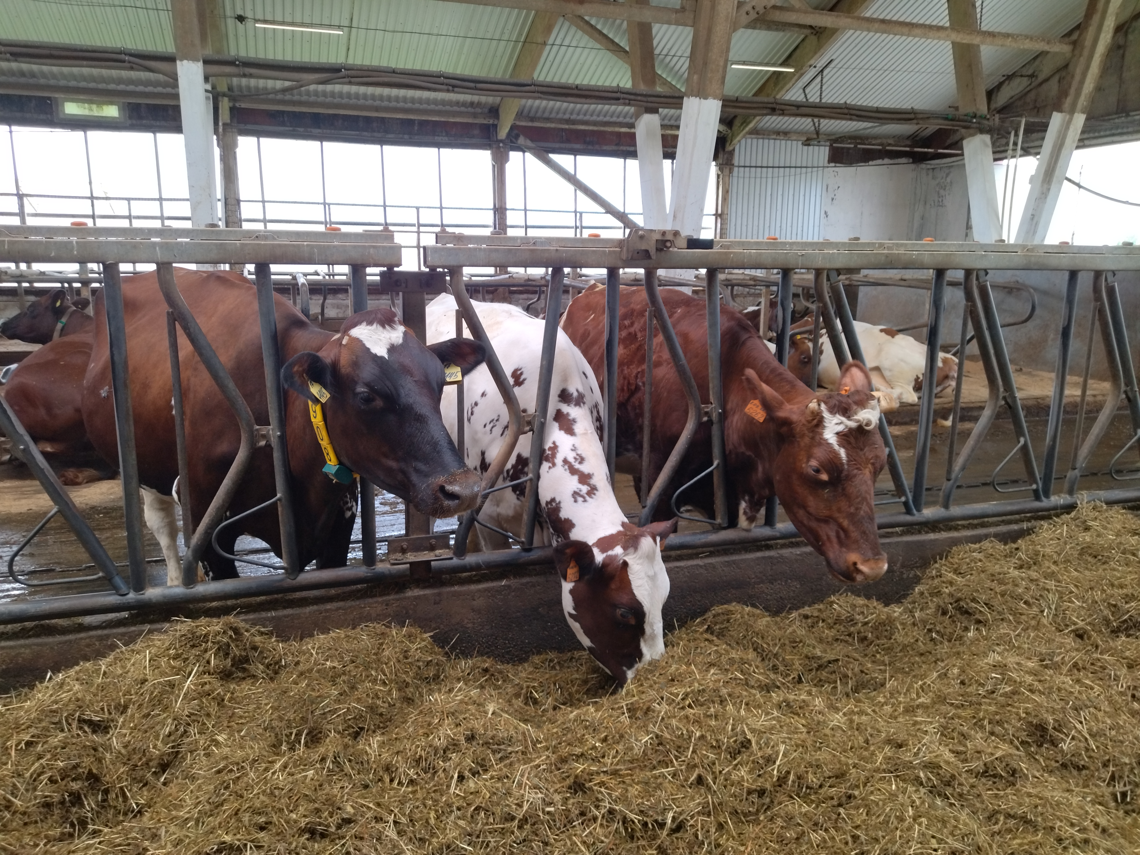 Хозяйство Кривошеинского района Томской области закупило племенных нетелей