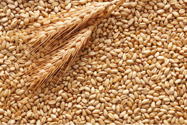 В Воронежской области собран рекордный урожай пшеницы и ячменя