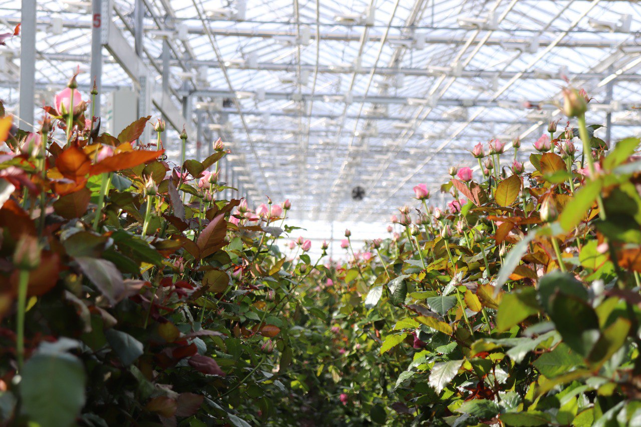 Россия наращивает объемы производства цветов