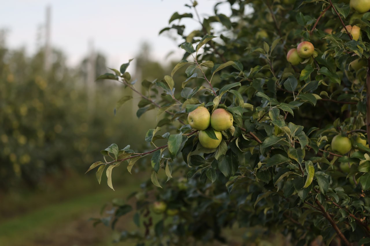 Максим Увайдов ознакомился с АПК Воронежской области