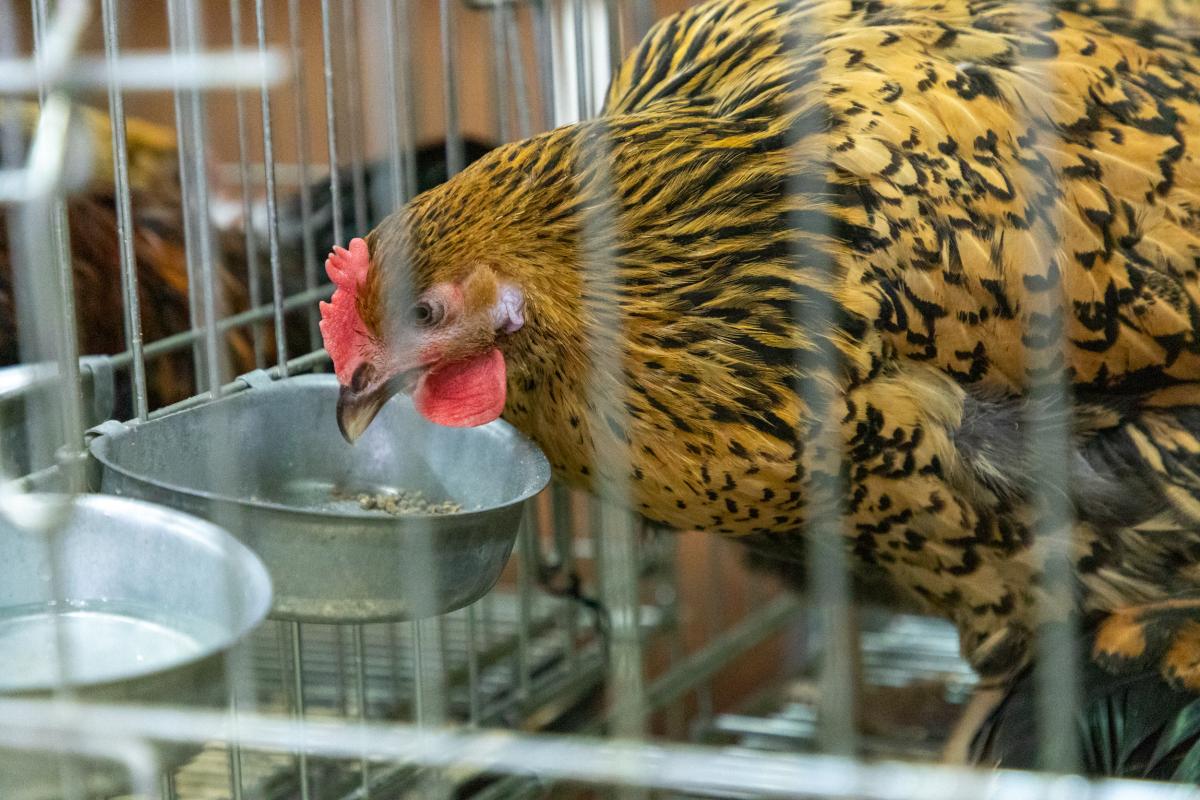 В Нижегородской области производство птицы на убой выросло на 7,8%