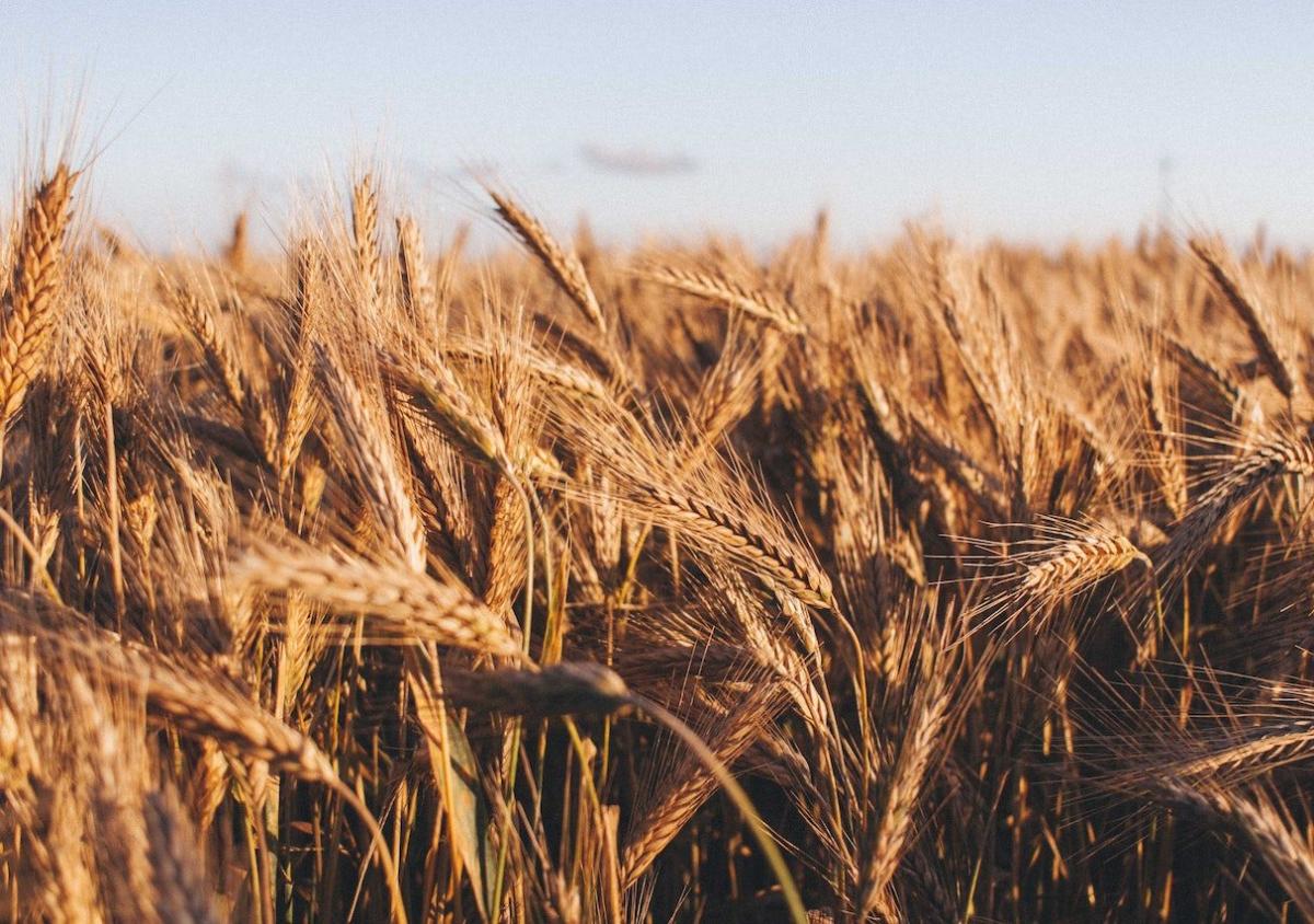 Эксперты прогнозируют рекордный сбор пшеницы в России в 2022 году