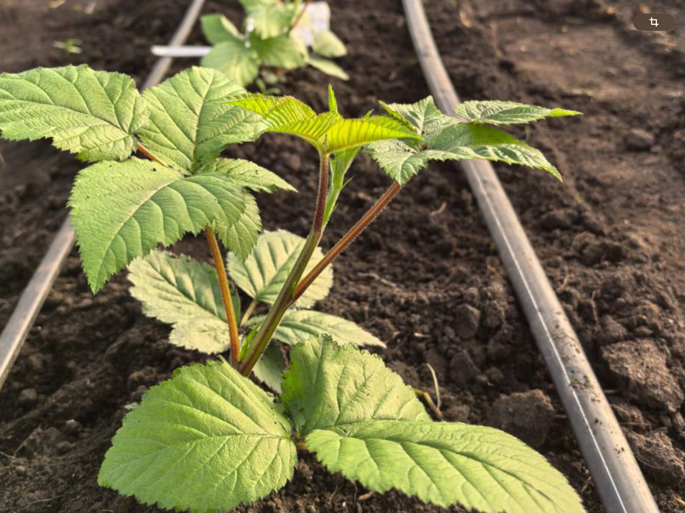 Липецкий фермер с помощью господдержки равзивает ягодный бизнес