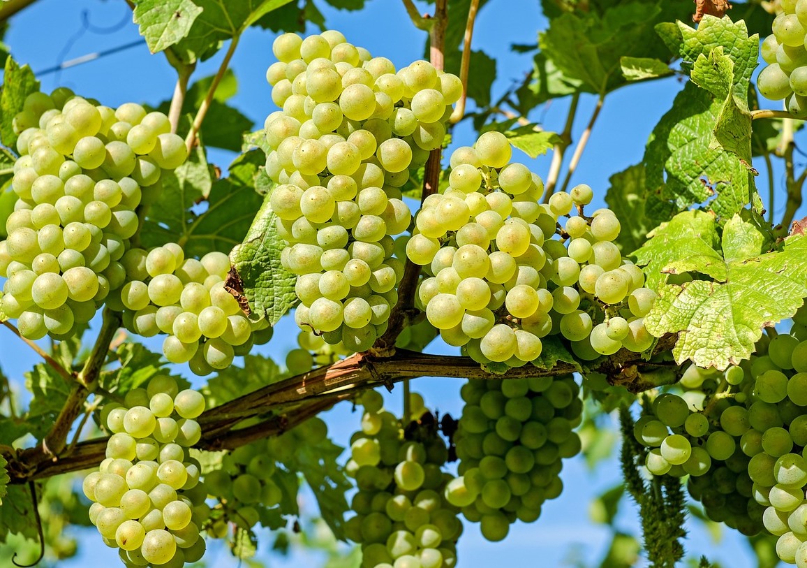 Сбор винограда в России достигнет 800 тыс. т в 2023 году — ассоциация