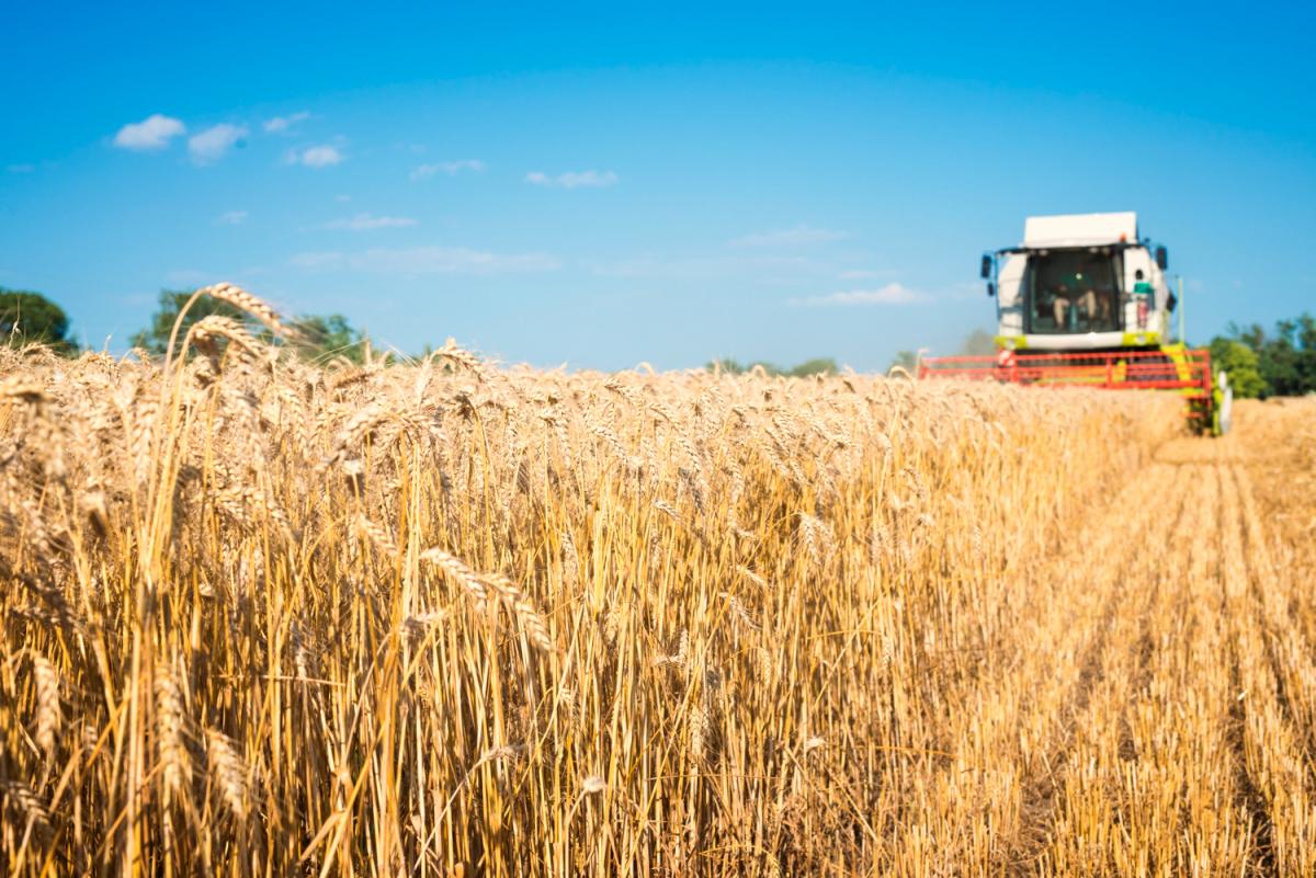 Аграрии Воронежской области намолотили 3 млн т зерна