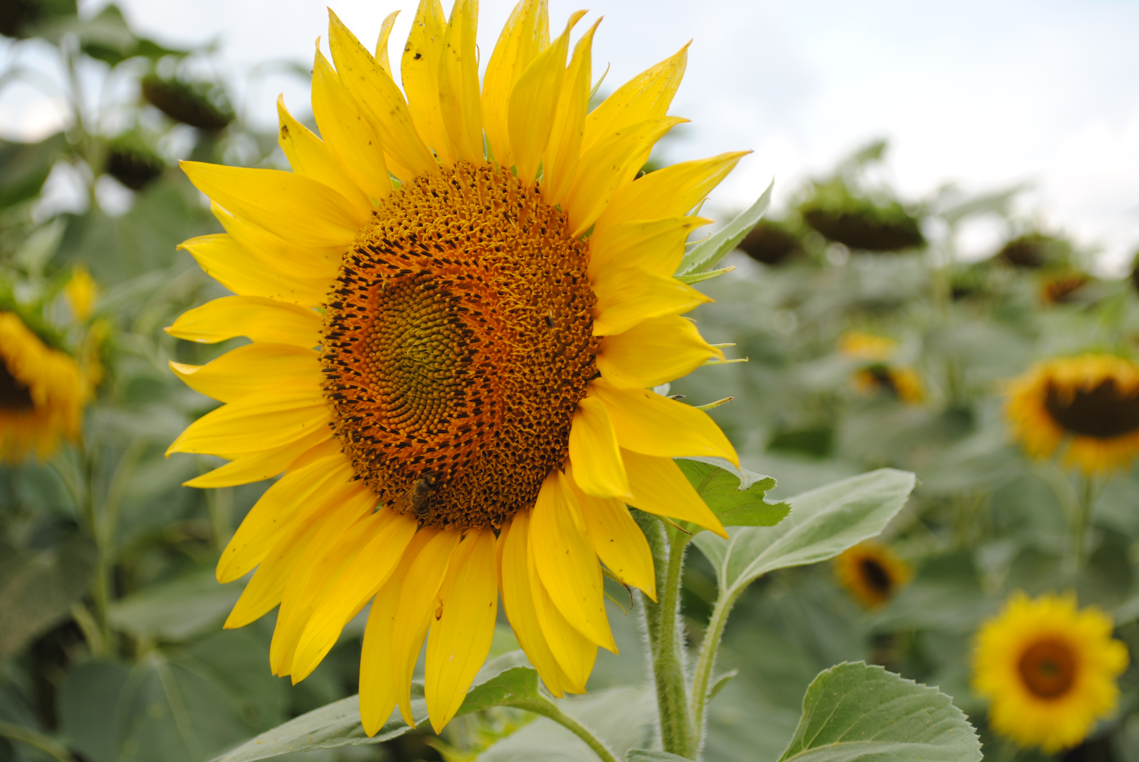 Масложировая продукция занимает основную долю экспорта АПК Липецкой области