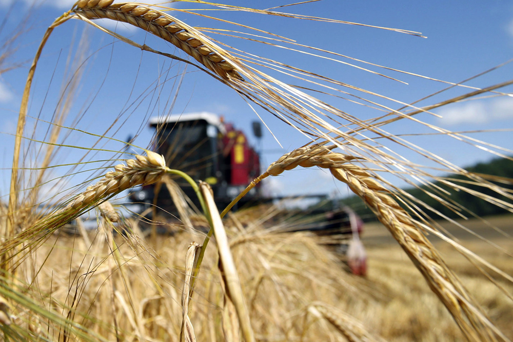 Посевы пшеницы, гороха и сои увеличатся в Липецкой области в 2023 году