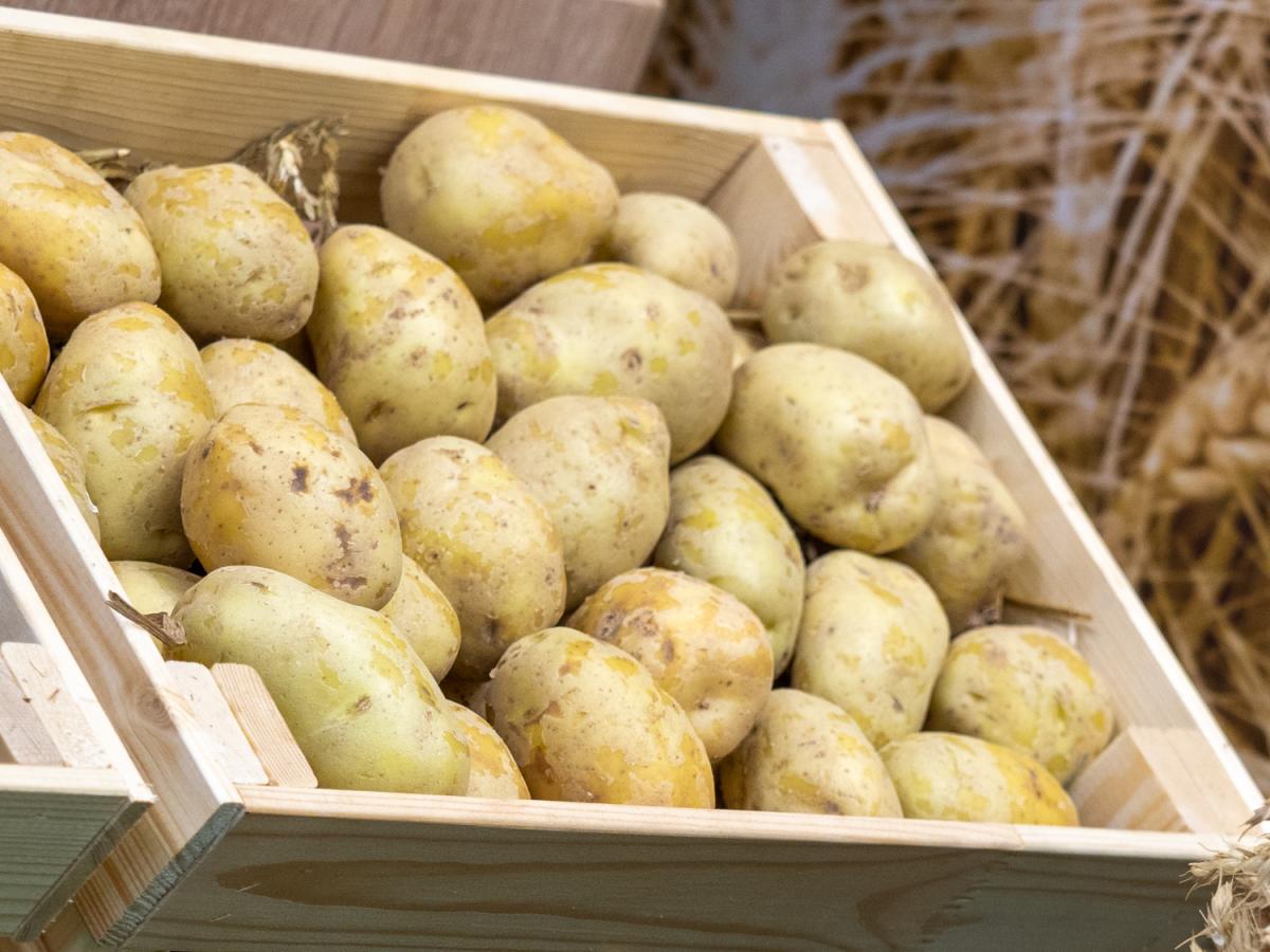 В Калининградской области собрано 68,6 тыс. т картофеля
