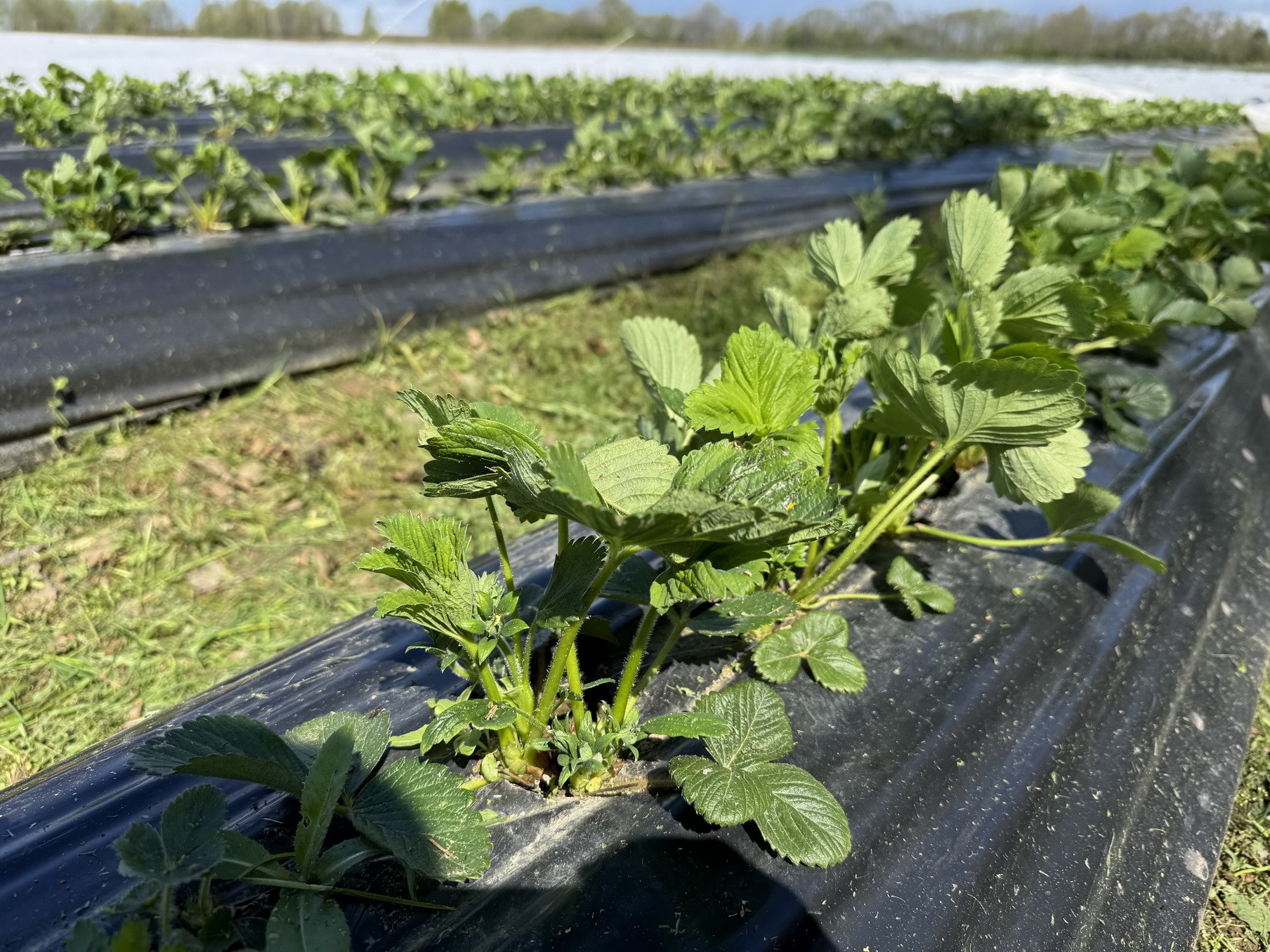 В Ивановской области увеличивают производство клубники, используя меры господдержки