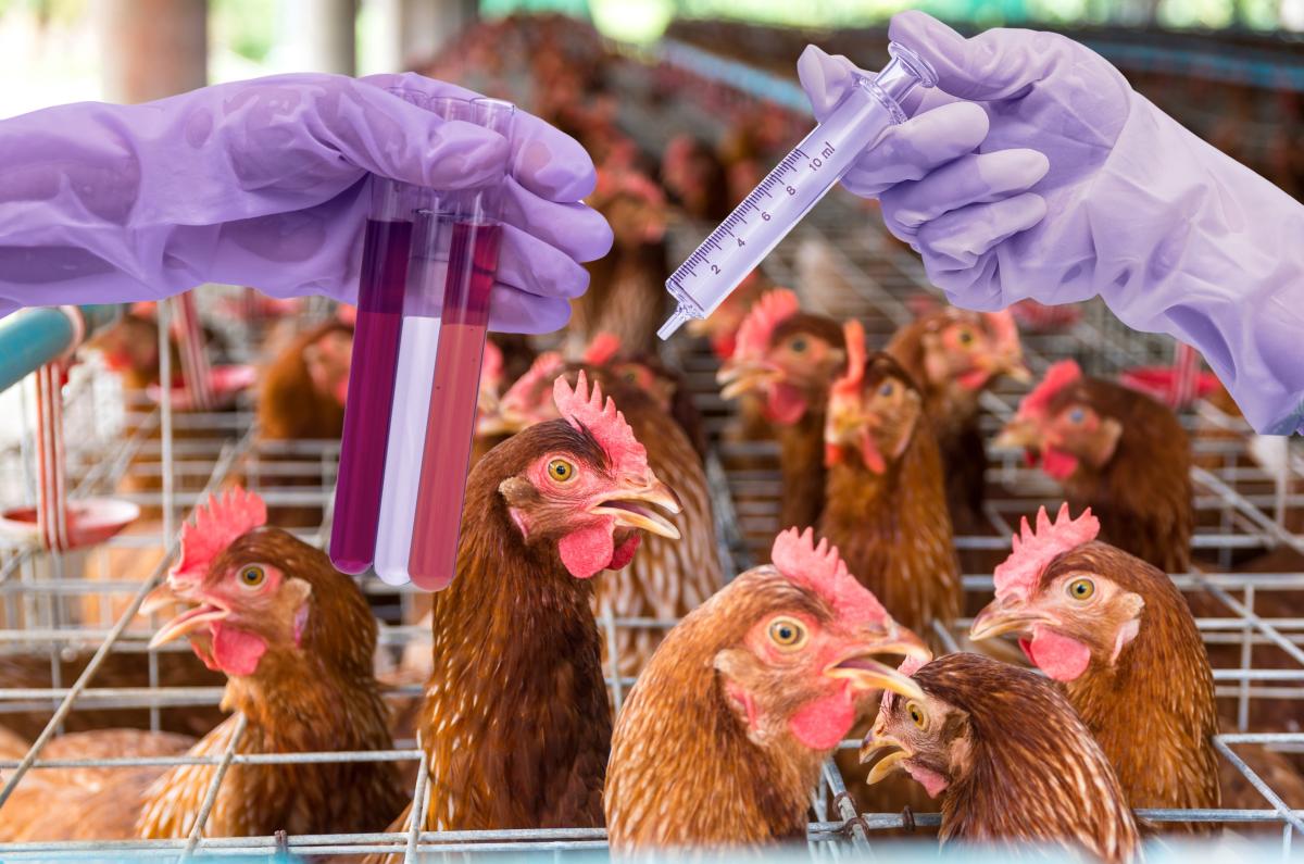 Аграрии РФ полностью обеспечены вакцинами против основных болезней домашних птиц — Россельхознадзор