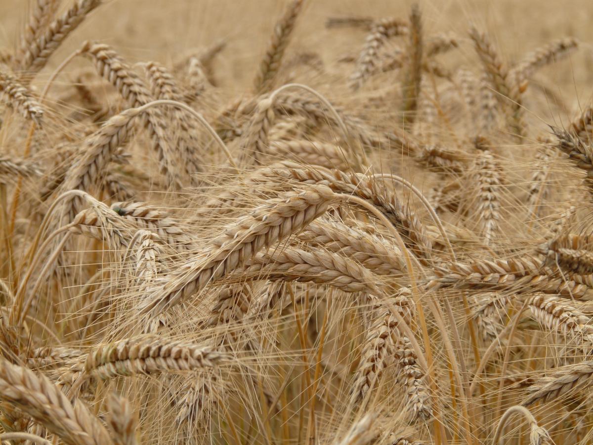 Урожай зерна в России в 2022 году составил 153,8 млн т