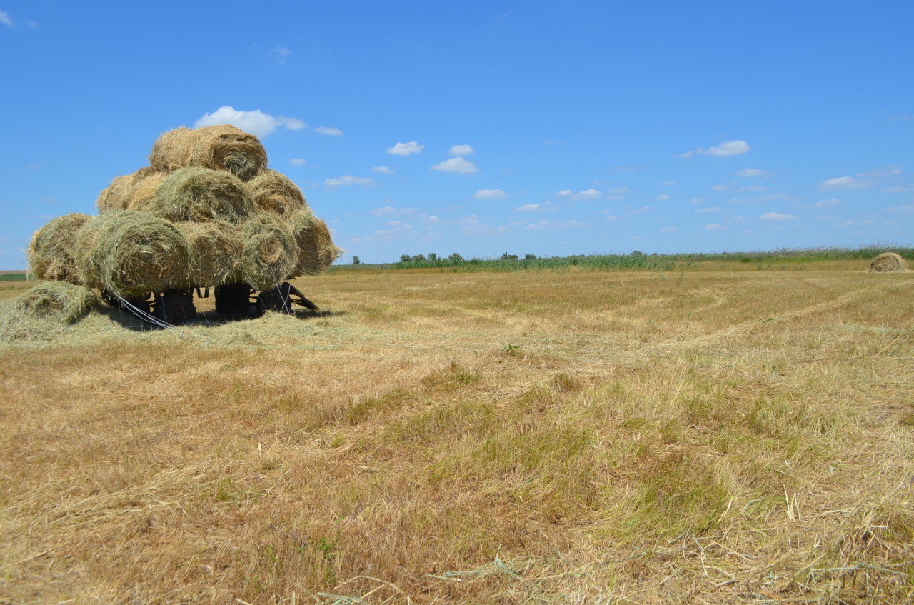 Животноводы Ставрополья полным ходом ведут заготовку кормов