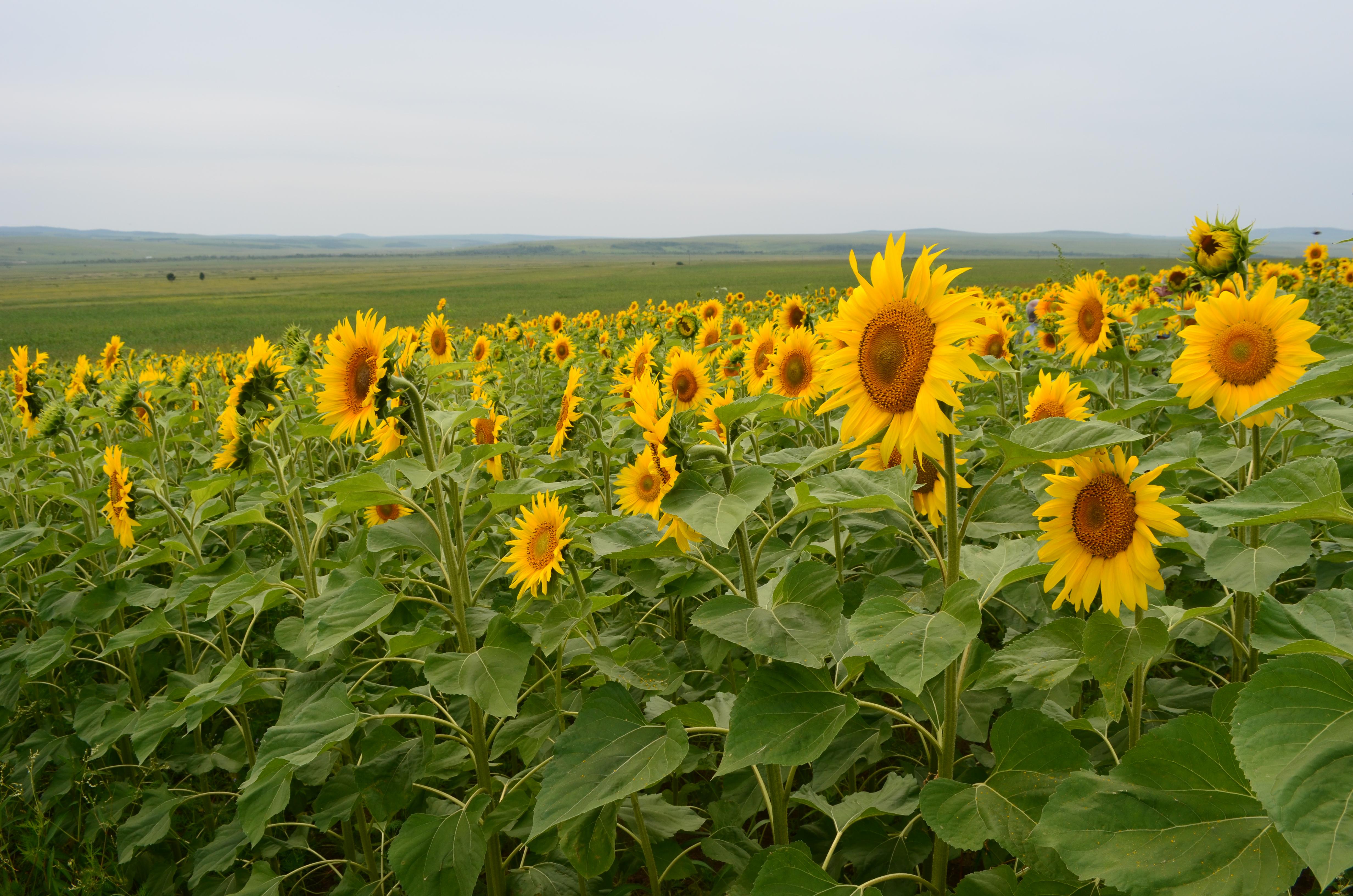 Агропредприятие из Забайкалья экспортировало подсолнечник по льготной таможенной ставке