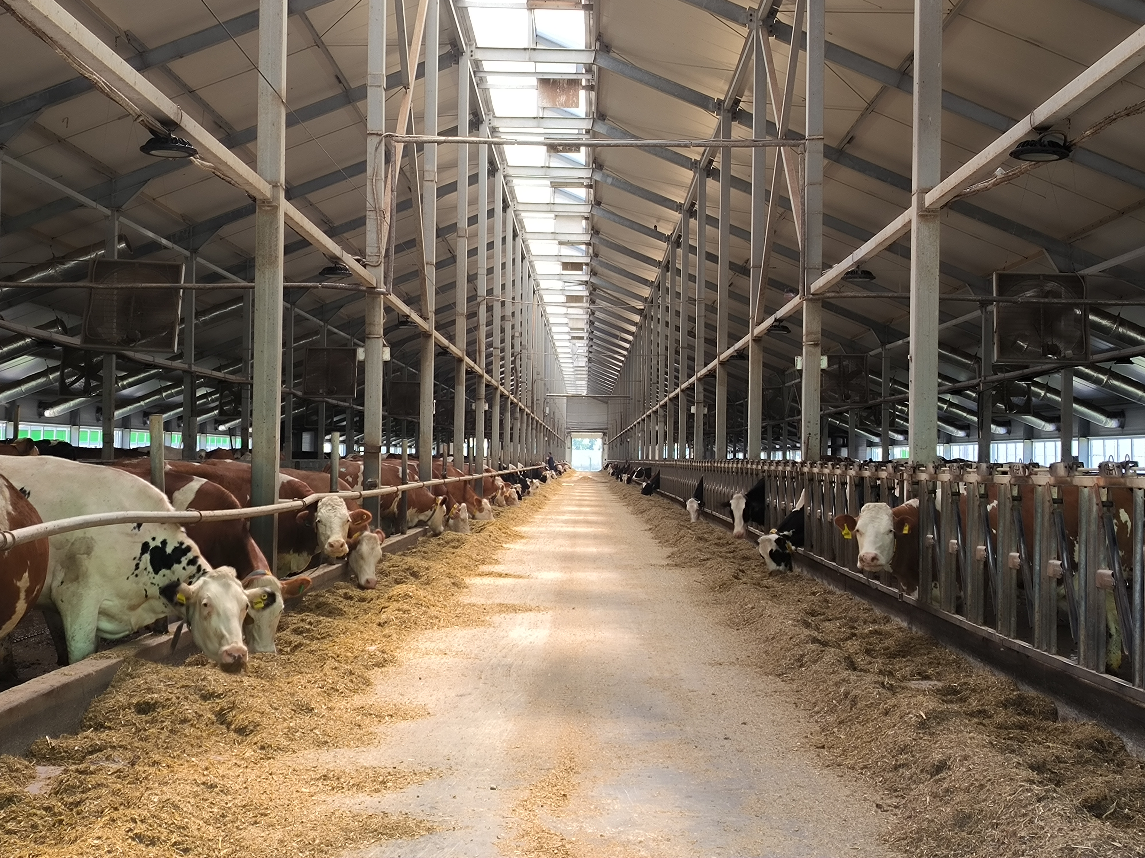 На юге Красноярского края строят крупный молочный комплекс