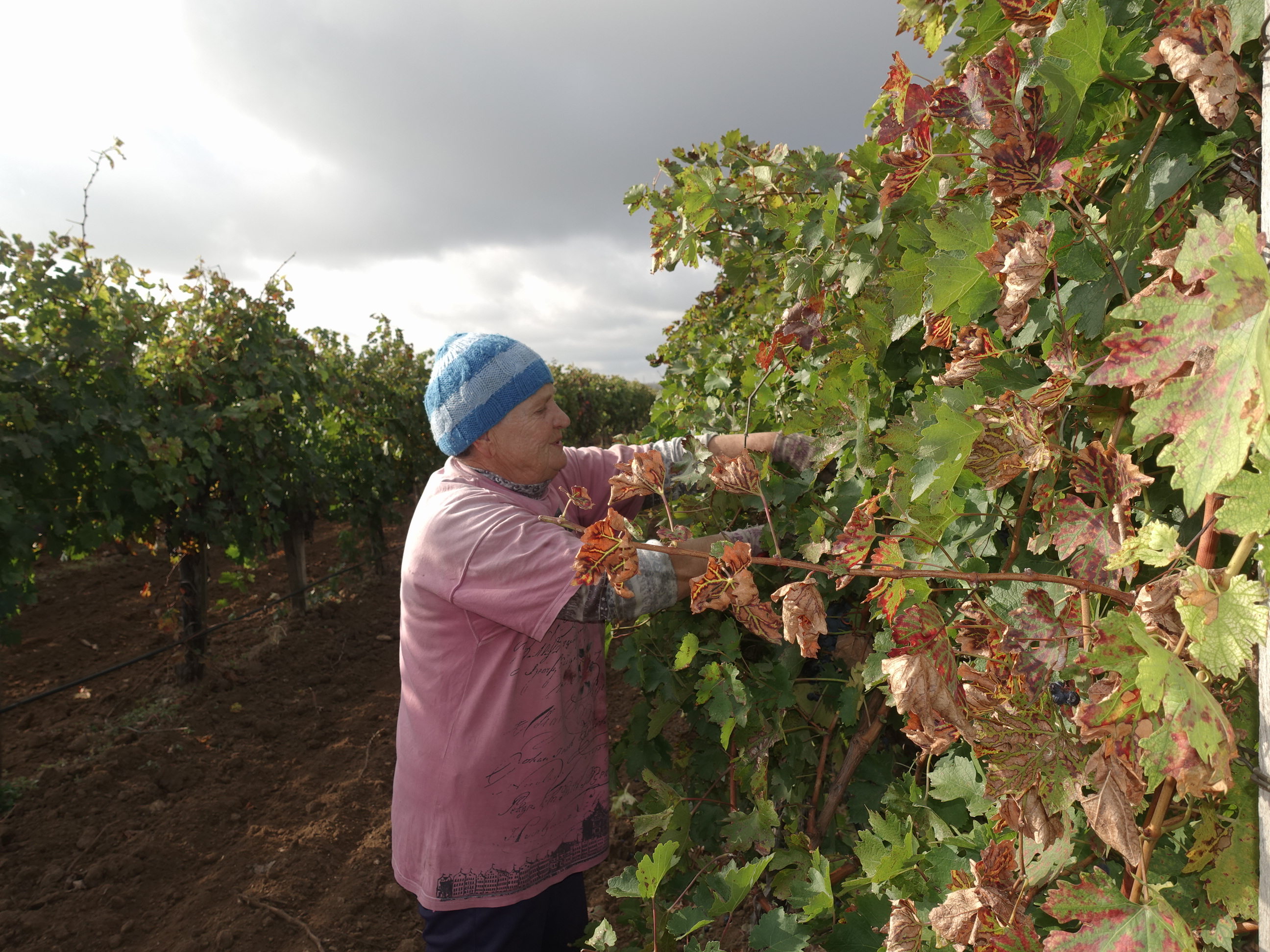Крымские виноградари собрали больше 70 тыс. тонн технических и столовых сортов винограда
