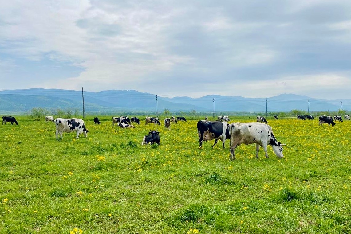 Сахалинский крупный рогатый скот вышел на летние пастбища