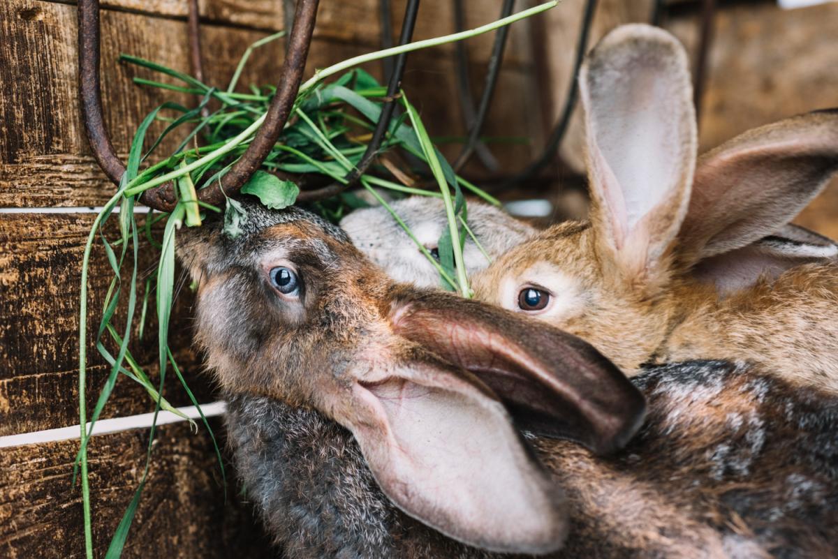В России разработали ветправила для кролиководов