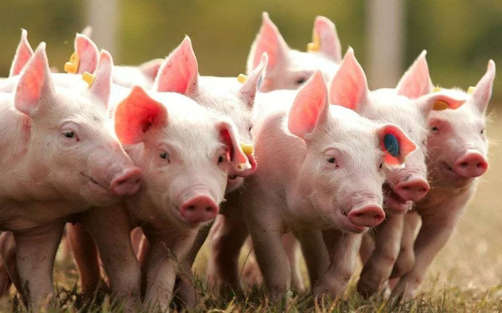 В Рязанской области открыли свиноводческий комплекс ООО «Вёрдазернопродукт»