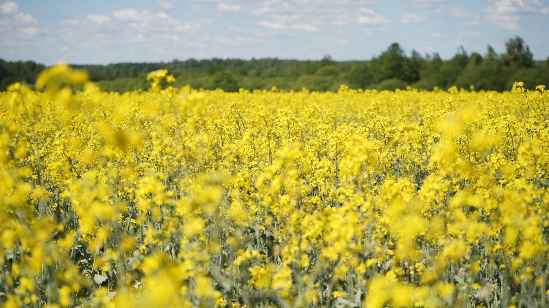 В Ивановской области собран рекордный урожай масличных культур