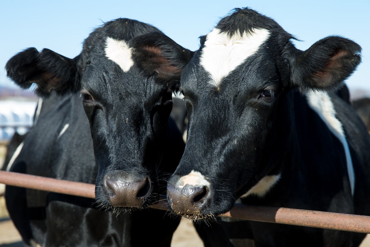 Объём реализации молока в сельхозорганизациях вырос на 6,3%