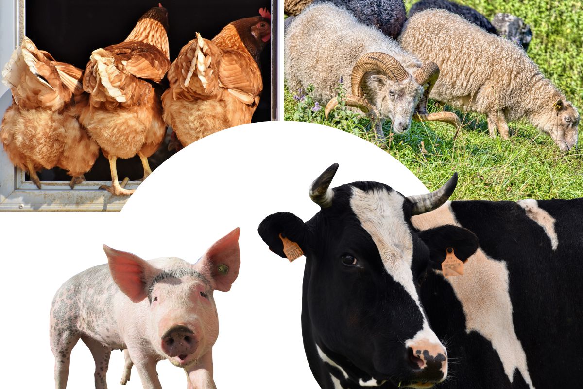 В сельхозорганизациях Тамбовской области в январе — августе выросло производство скота и птицы на 6,5%