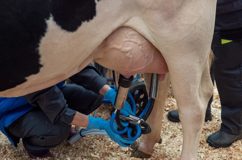 Тюменские сельхозорганизации занимают второе место в УФО по производству молока