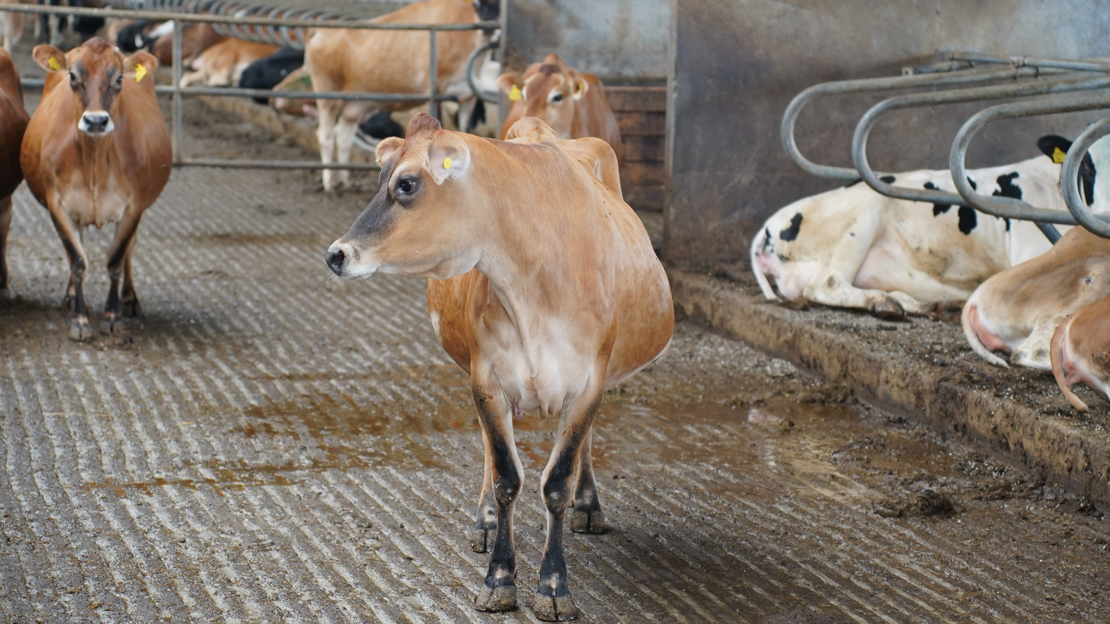 В Татарстане по итогам 2024 года произведено 2 млн 281 тыс. тонн молока