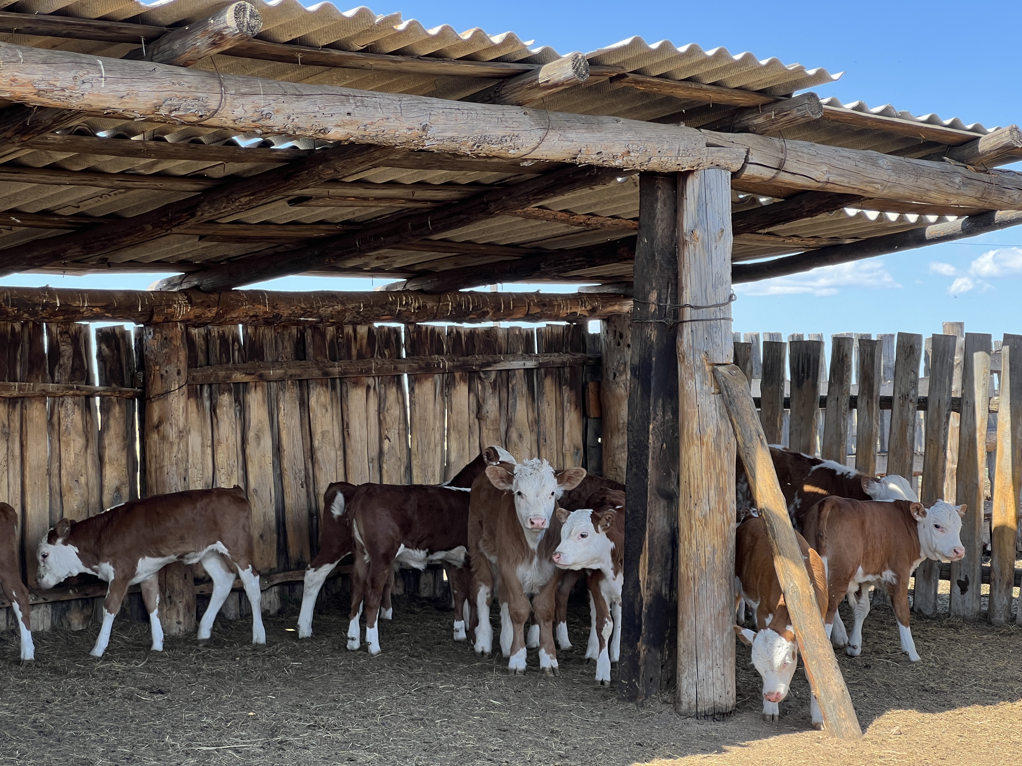 Фермер из Бурятии добился рекордного выхода ягнят – 112%