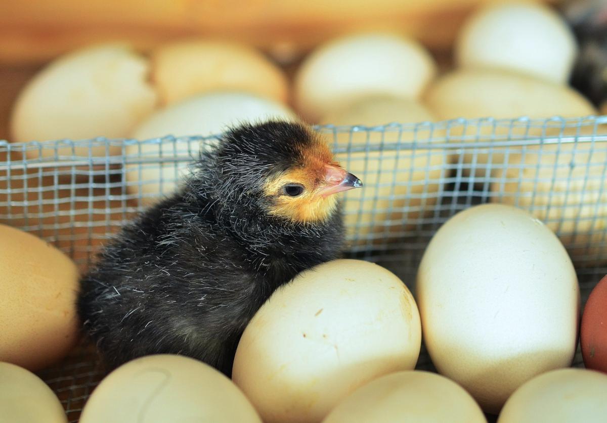 Импорт инкубационных яиц в Россию снизился в два раза