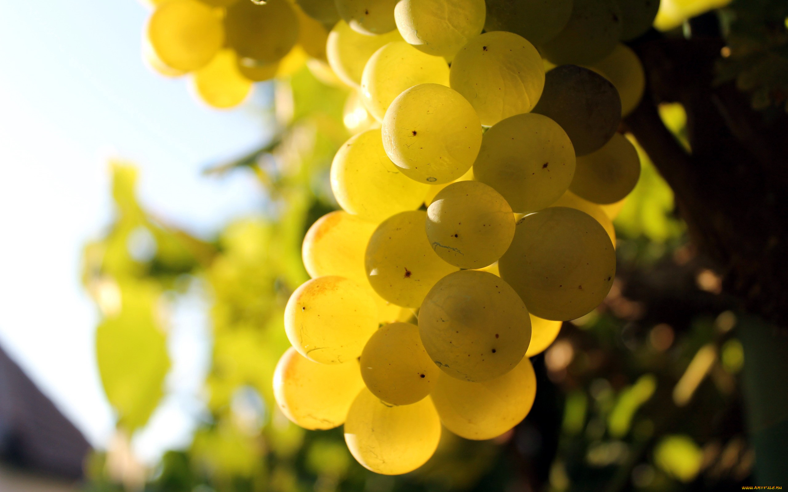 В Саратовской области активно развивается виноградарство