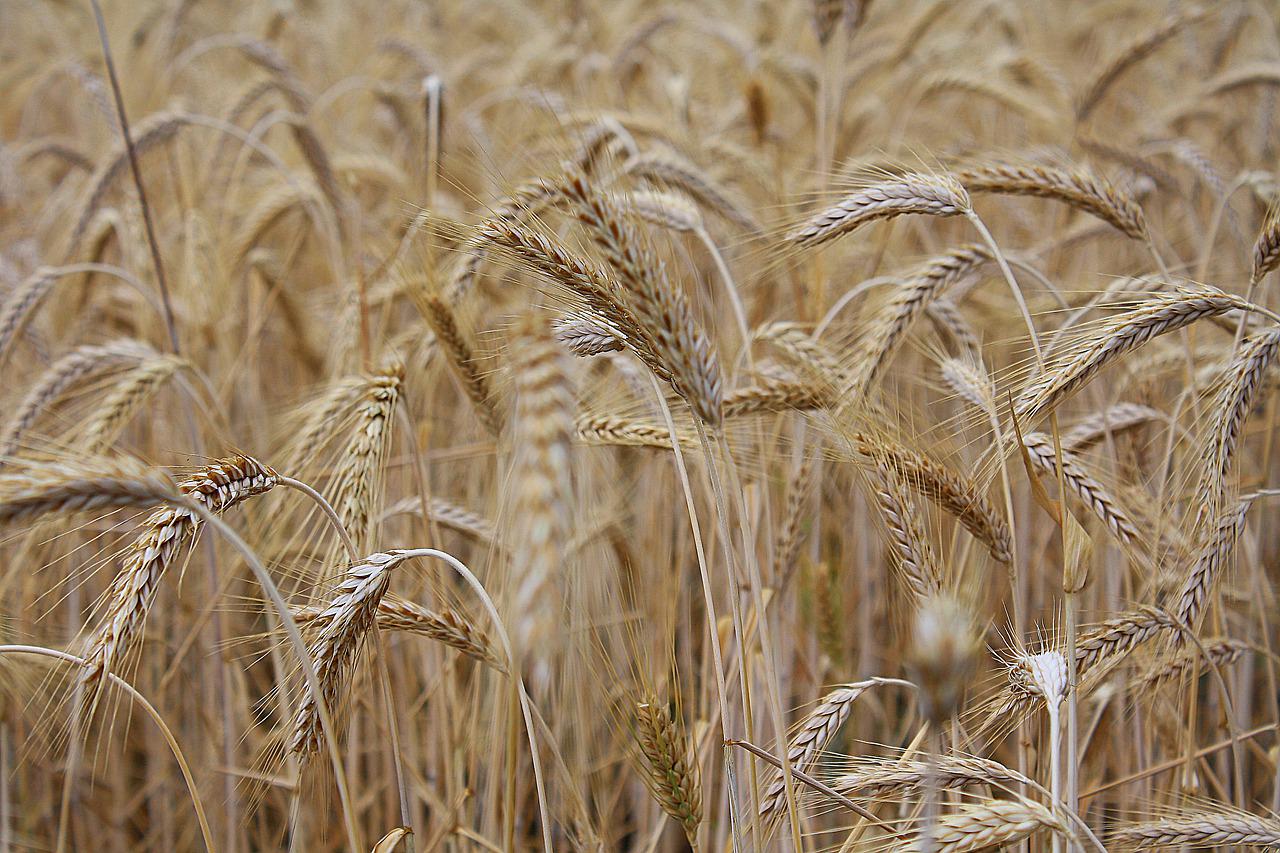 Запасы зерна в сельхозорганизациях РФ к 1 апреля превысили 16,3 млн т