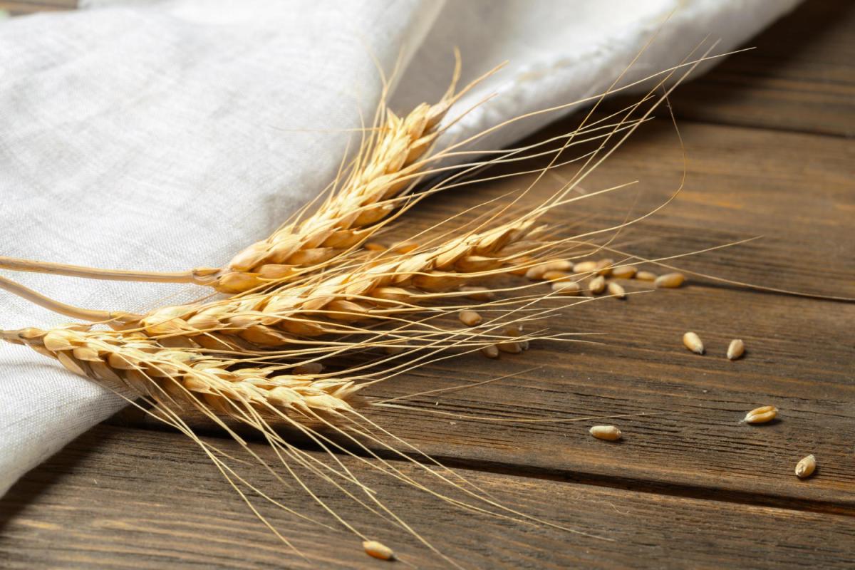 Египет намерен наращивать закупки российской пшеницы