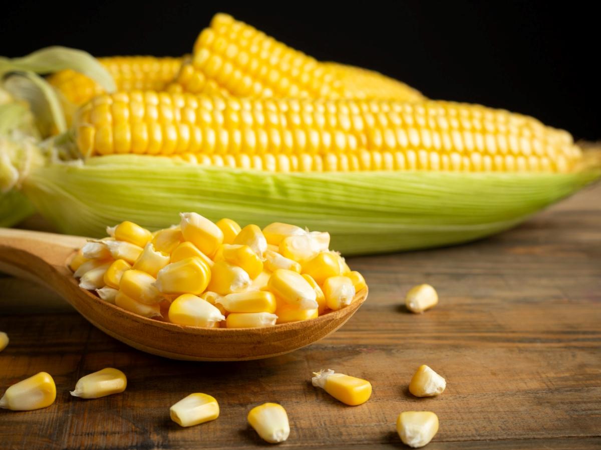 Сбор кукурузы в России может составить 17,6 млн т — «Русагротранс»