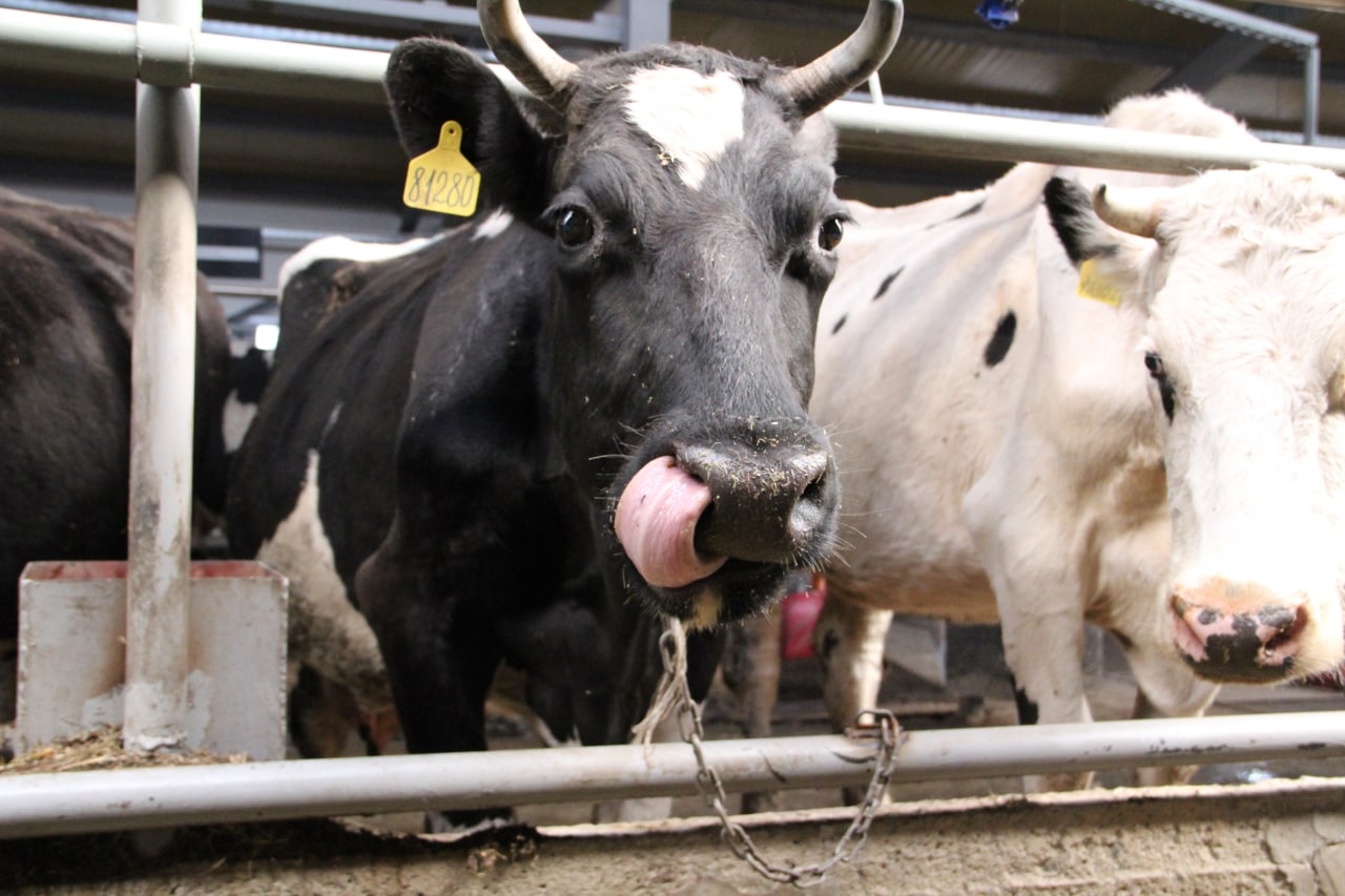 На новом животноводческом комплексе Кузбасса будут производить до 40 тонн молока в сутки