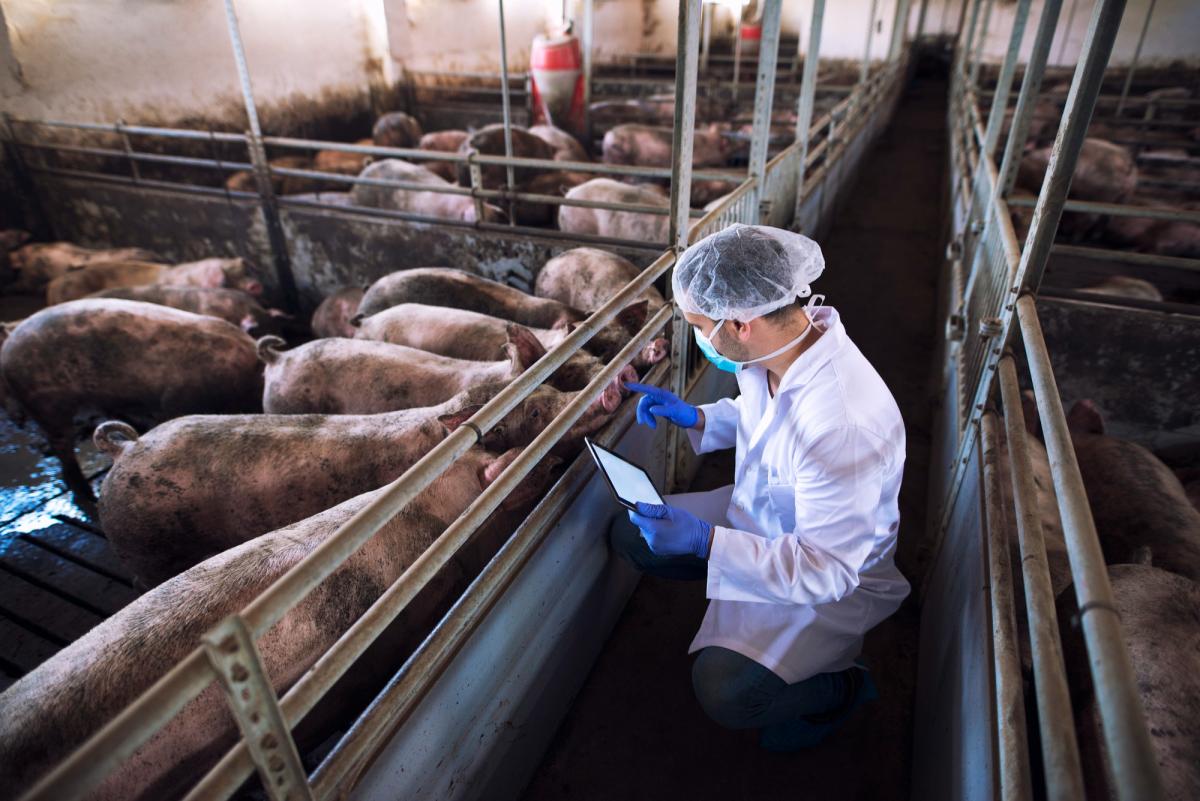 В сельхозорганизациях Смоленской области насчитывается 295 тыс. свиней