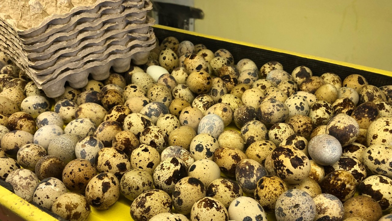 Подмосковная птицефабрика производит 39 миллионов перепелиных яиц в год