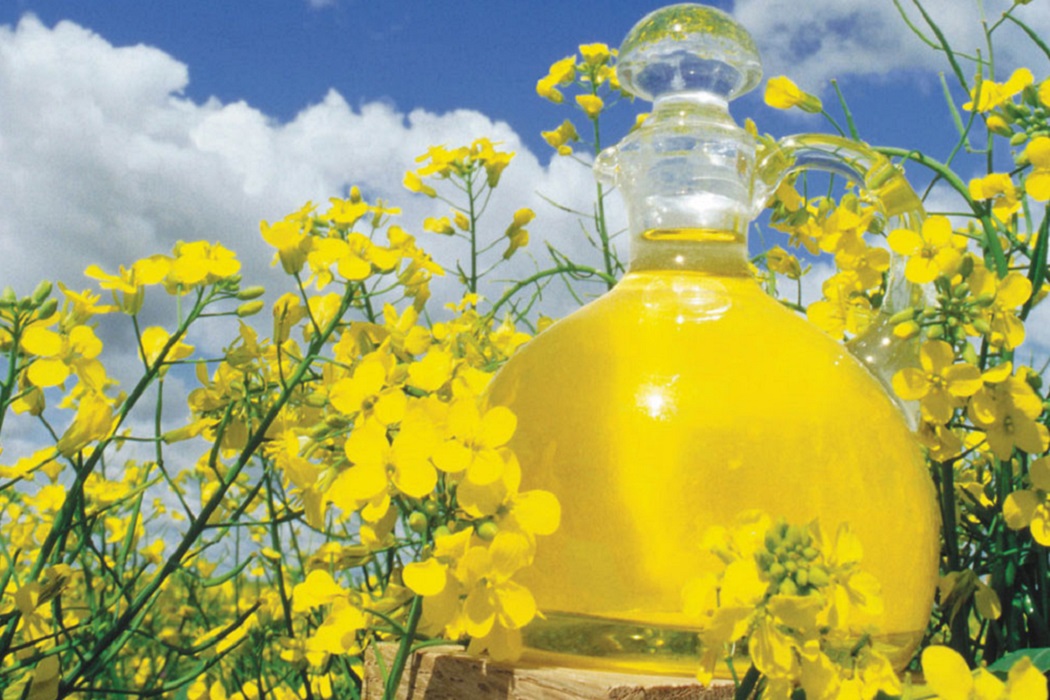 Экспорт рапсового масла из Липецкой области вырос более чем в 25 раз