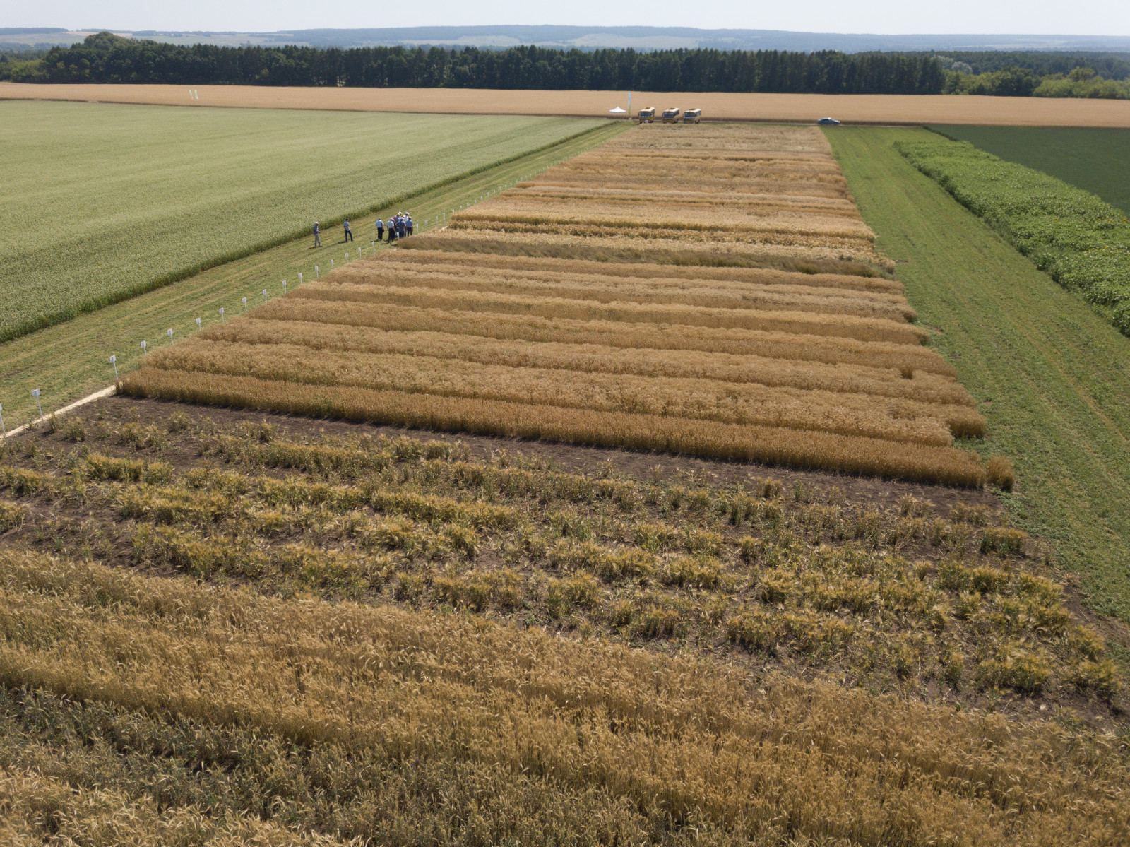 Аграрии Башкортостана застраховали более 50 тысяч гектаров посевов озимых культур
