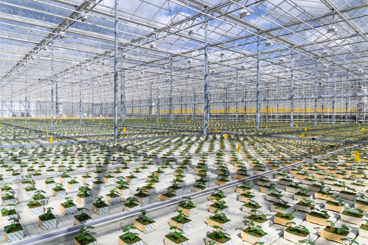 В Подмосковье строят вторую очередь тепличного комплекса «Туровский»