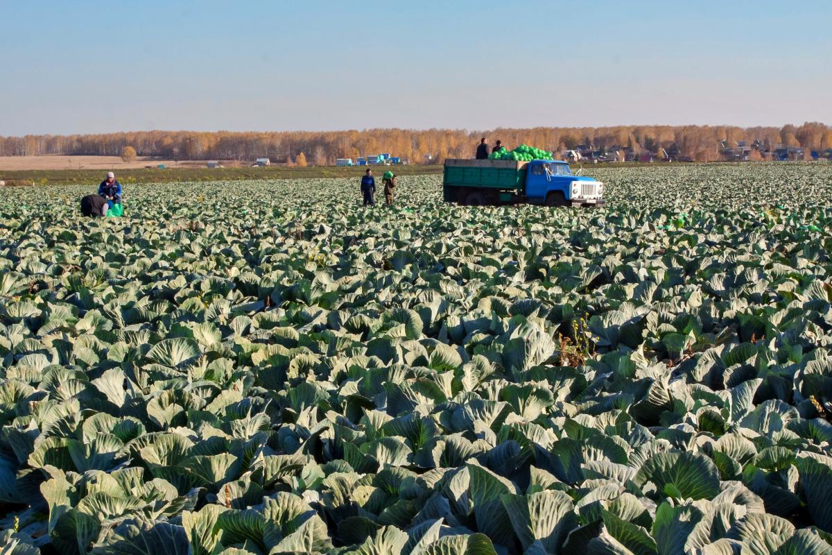 Российские аграрии собрали 2,5 млн т овощей открытого грунта — Минсельхоз