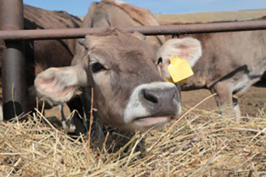 Генетические паспорта и родословные помогут перестроить экономику племенных хозяйств Самарской области