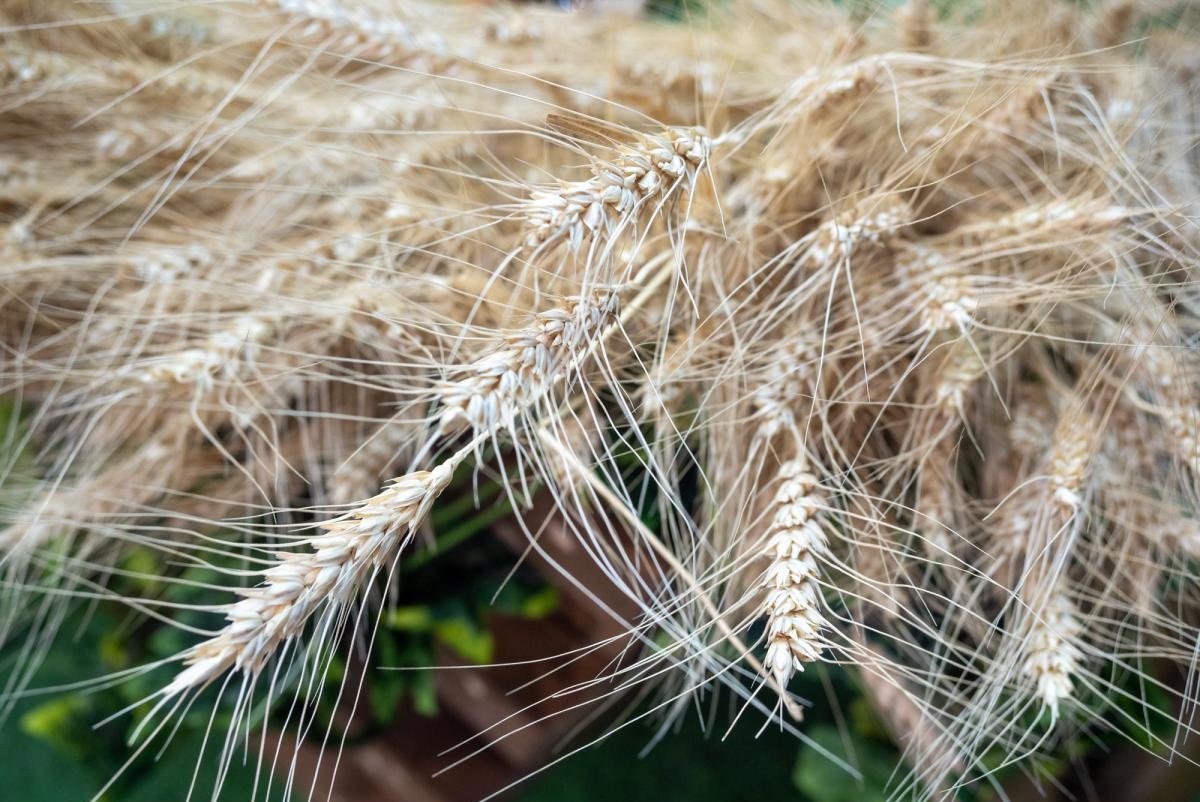 Запасы зерновых и зернобобовых в Кемеровской области за год выросли почти на 73%