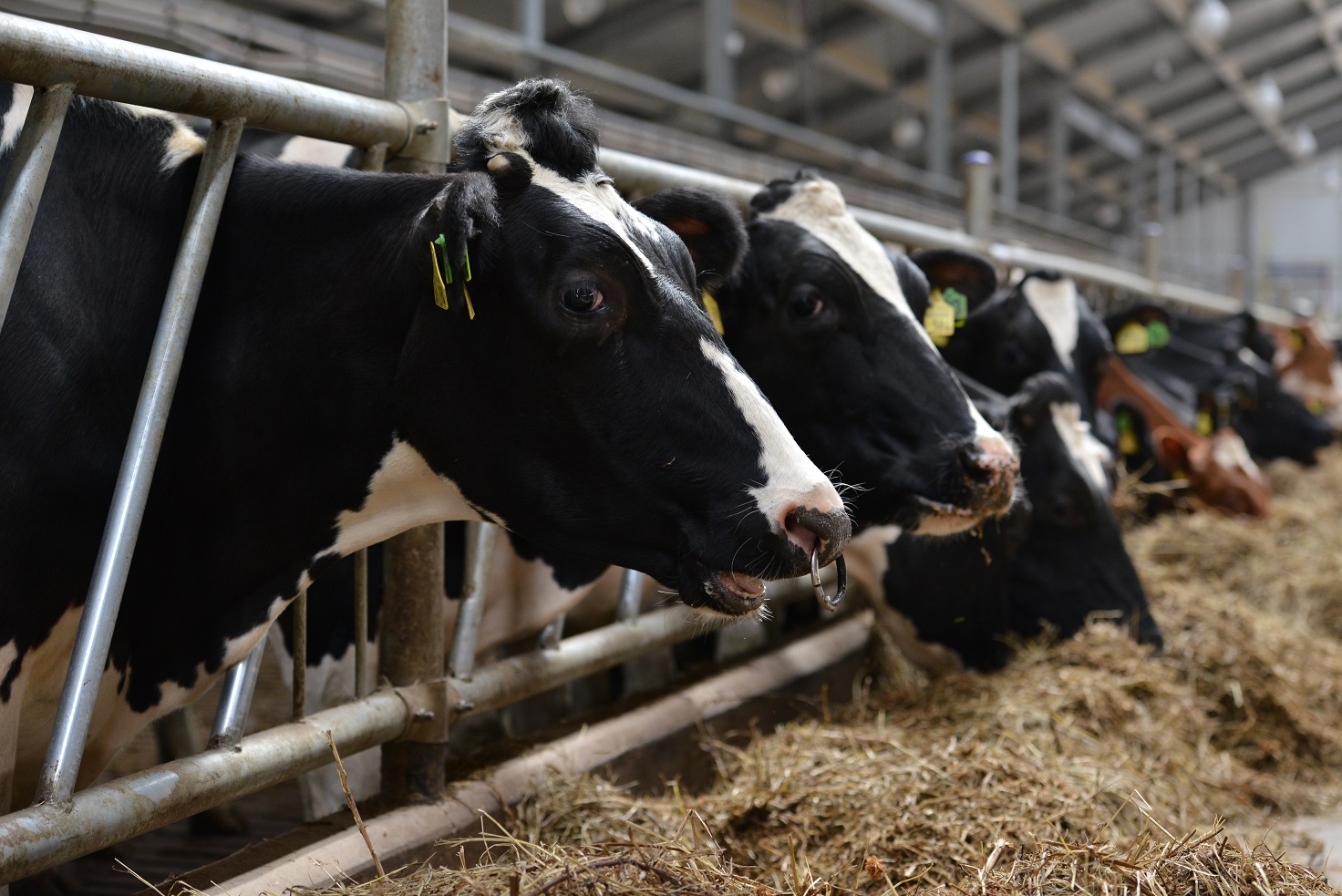 Показатели животноводства в Донецкой Народной Республике