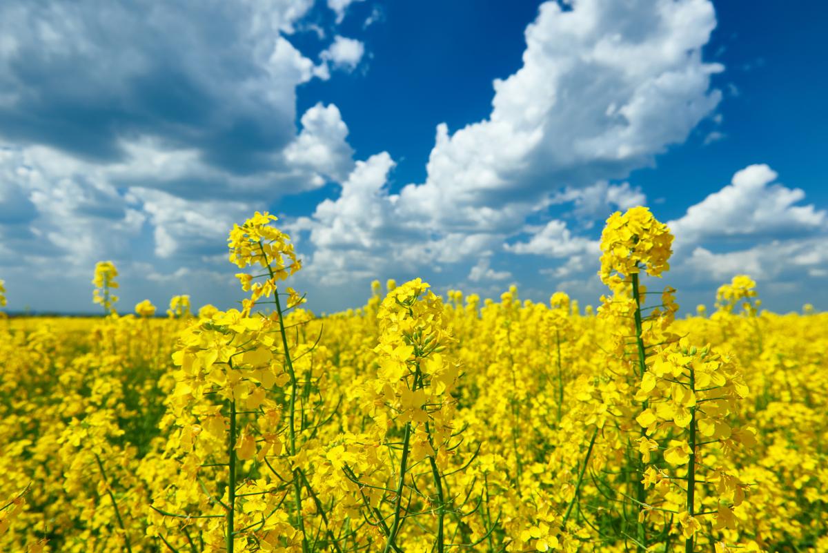 В России растет интерес производителей к рапсу 