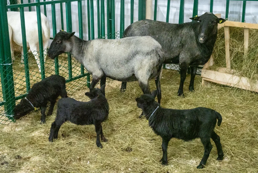 Курганские фермеры увеличили поголовье овец и коз на 40,5%, птиц — на 33%, КРС — на 17%