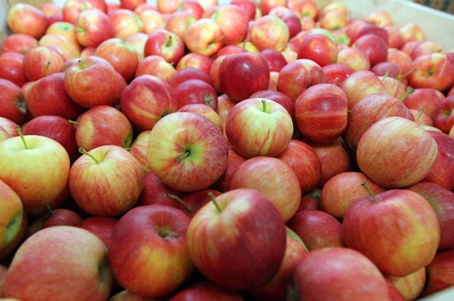 Тамбовские садоводы собрали более 15 тыс. тонн яблок