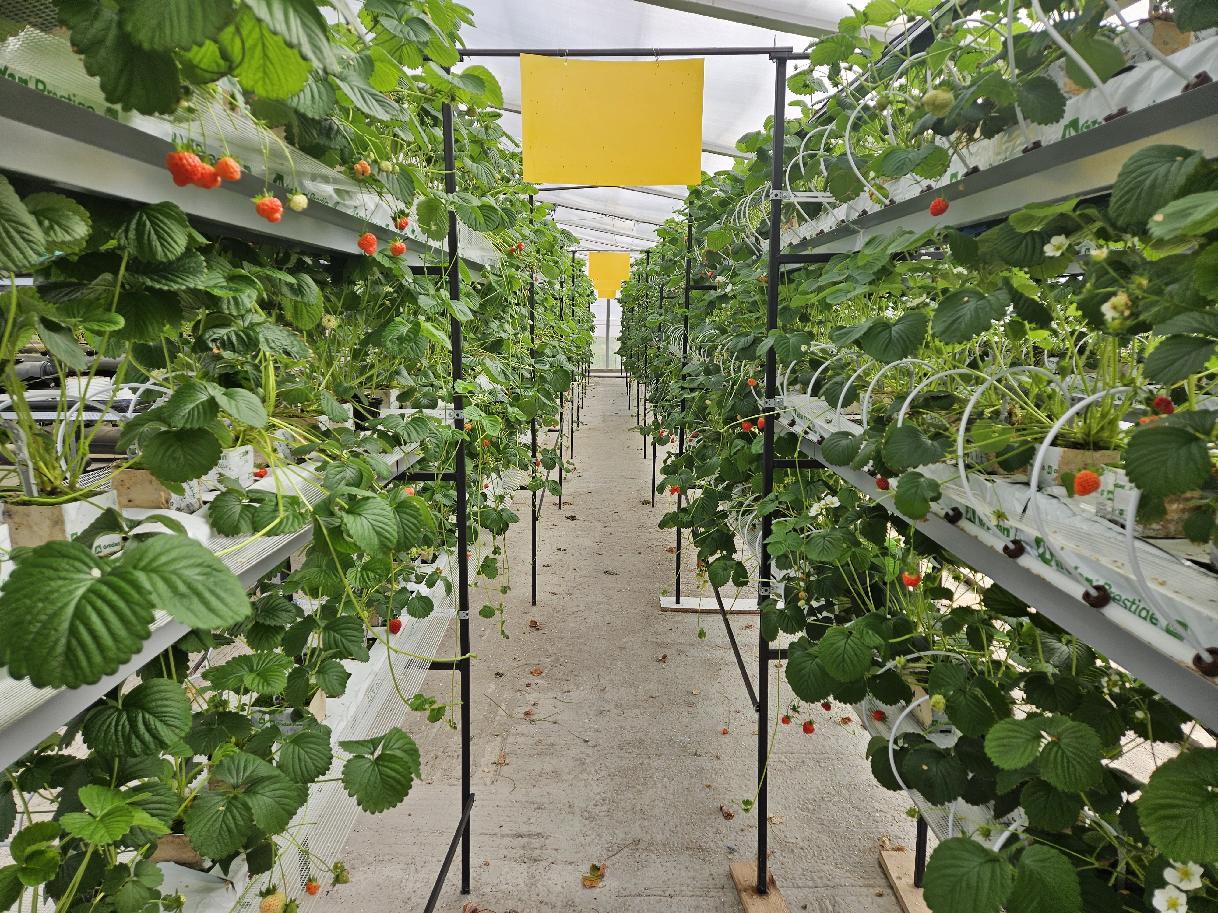 В Ивановской области фермер реализует инновационный проект по круглогодичному выращиванию клубники благодаря господдержке