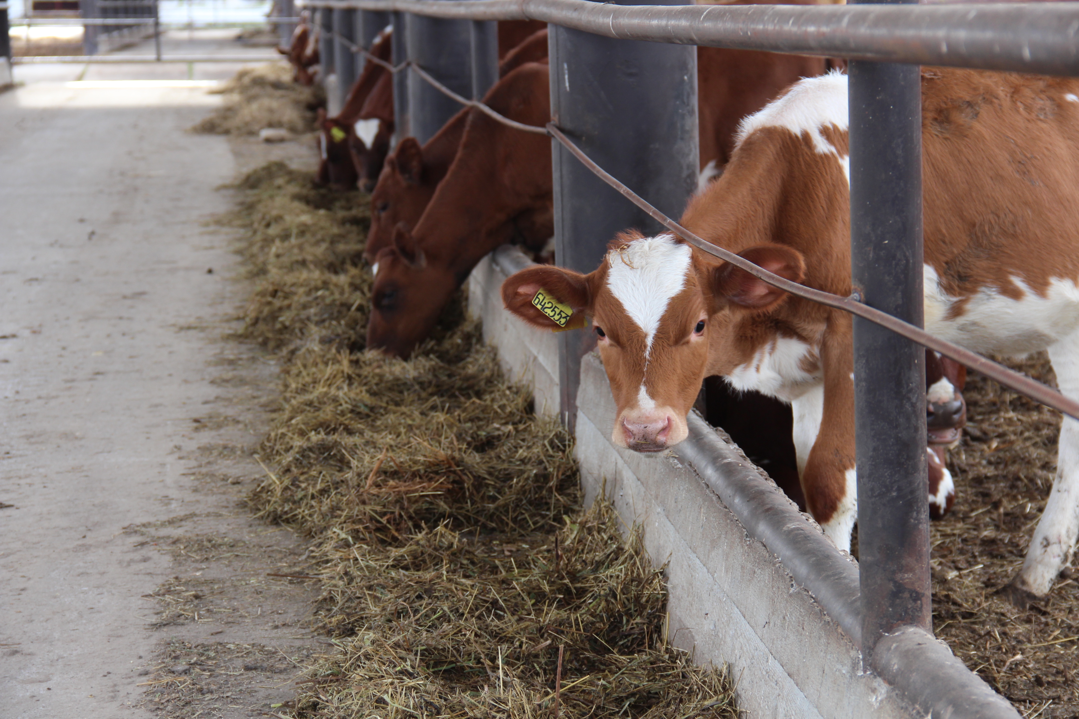 В Томской области увеличилась продуктивность молочных коров